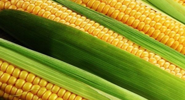 Jak si vybrat odrůdu a pěstovat kukuřici v letní chatě na otevřeném poli?